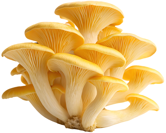 Boczniak cytrynowy