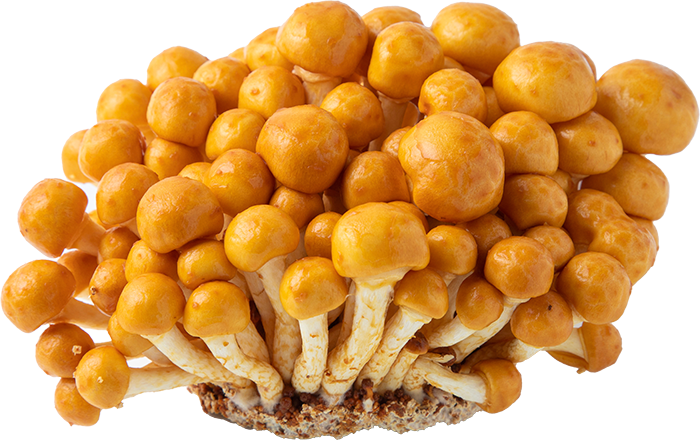 Nameko