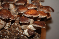 BIO Shiitake - Twardnik japoński 100 g - obrazek 3