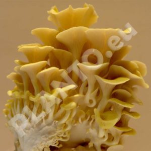 Boczniak cytrynowy grzybnia na kołkach 100 szt.