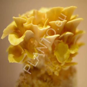 Boczniak cytrynowy gotowe podłoże 3 kg
