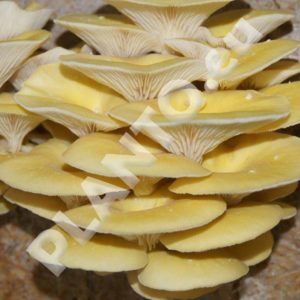 Grzybnia boczniaka cytrynowego na ziarnie 1L