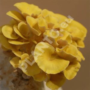 Boczniak cytrynowy grzybnia na kołkach 20 szt.