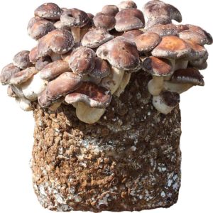 Shiitake ( twardziak jadalny) grzybnia do uprawy w domu