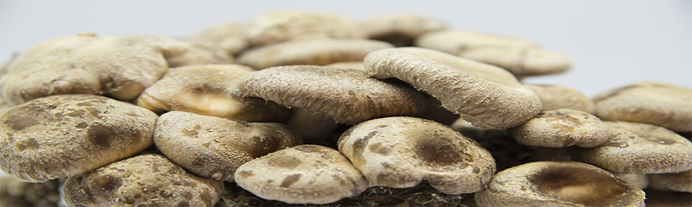 Pieczarka biała 3l i Shiitake 3l - zestaw do domowej uprawy grzybów - obrazek 4