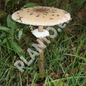 Grzybnia czubajki kani na ziarnie 1L