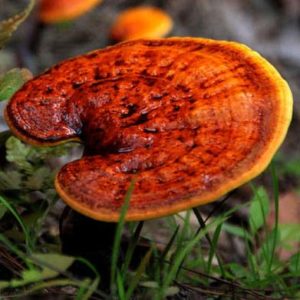 REISHI - Lakownica Lśniąca grzybnia na kołkach 20 szt.