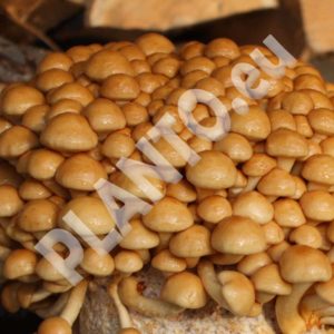 Łuskwiak NAMEKO grzybnia na kołkach 20 szt.