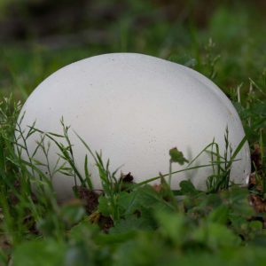 Grzybnia purchawica olbrzymia na ziarnie 1L