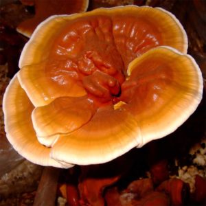 Reishi - lakownica lśniąca gotowe podłoże 3 kg
