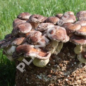 Grzybnia SHIITAKE twardziak jadalny na ziarnie 1L
