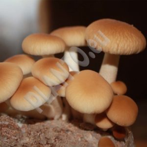 Polówka wiązkowa - Piopino gotowe podłoże 3 kg