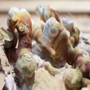 Grzybnia Reishi - lakownica lśniąca na ziarnie 1L