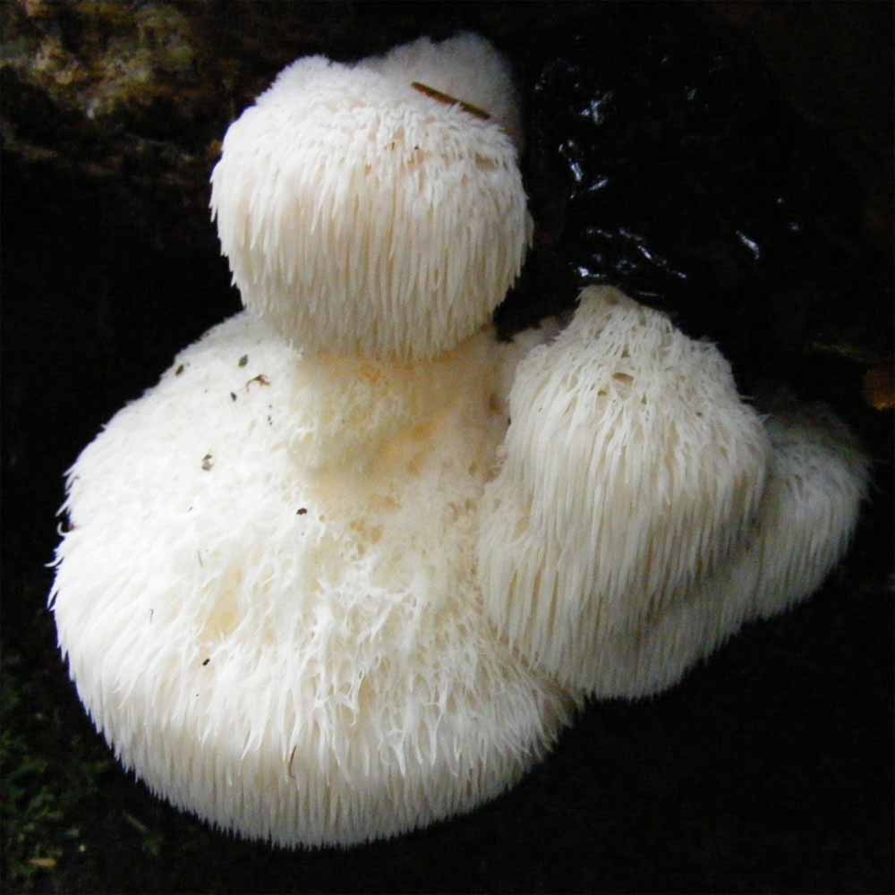 Mój sprawny Umysł - 70 g - obrazek 2