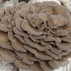 maitake