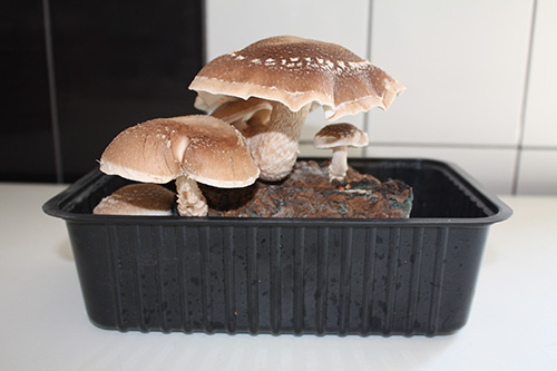 Twardziak jadalny SHIITAKE 3L EXOTIC GROW - obrazek 7