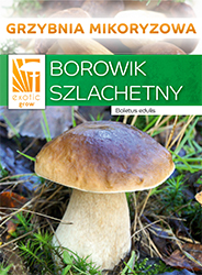 Grzybnia borowika
