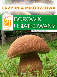 grzybnia borowika usiatkowanego