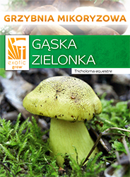 Gąska zielonka grzybnia mikoryzowa.