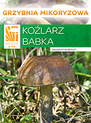koźlarz babka grzybnia