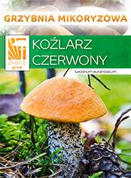 Koźlarz czerwony grzybnia mikoryzowa.