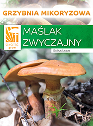 grzybnia maslaka