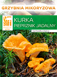 grzybnia kurki