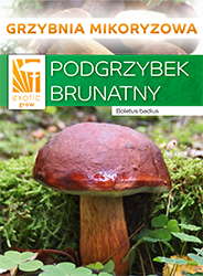 podgrzybek brunatny grzybnia