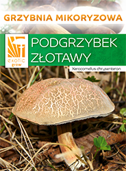 podgrzybek złotawy grzybnia