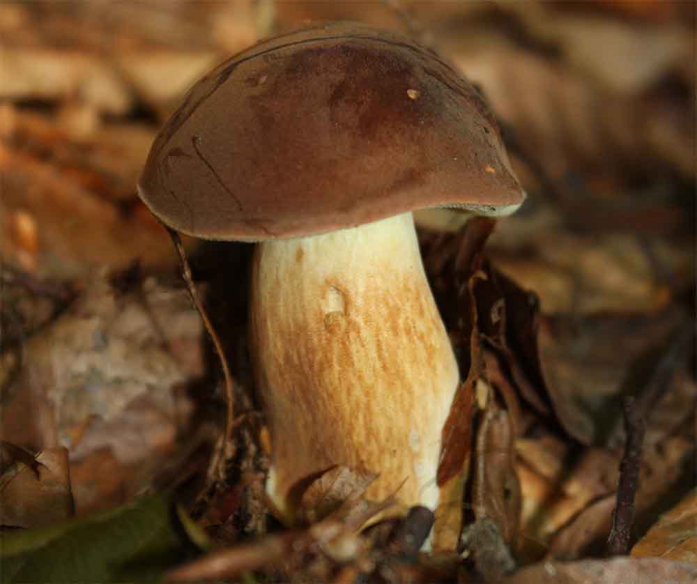 Podgrzybek brunatny grzybnia mikoryzowa. - obrazek 3