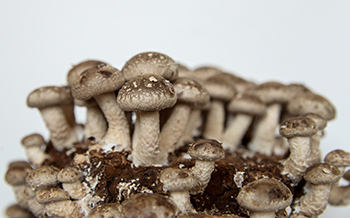 Boczniak ostrygowaty balot i Shiitake 3l - zestaw - obrazek 4