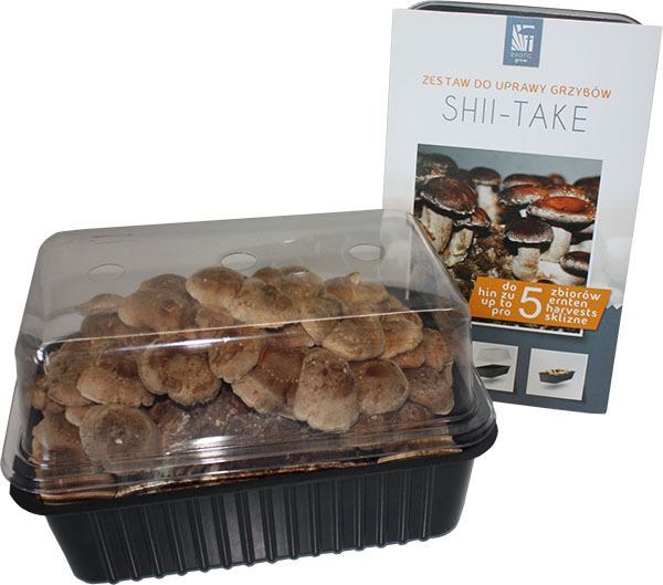 Boczniak ostrygowaty balot i Shiitake 3l - zestaw - obrazek 5