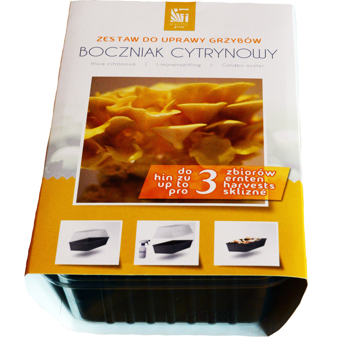 Boczniak cytrynowy (Pleurotus citrinopileatus) gotowe podłoże 3l