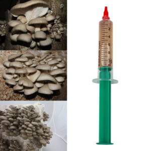 pleurotus - grzybnie
