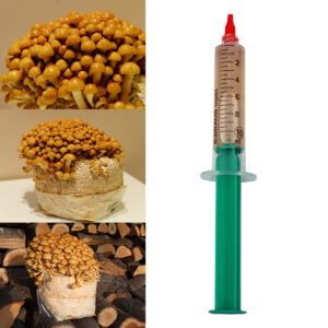 Nameko płynna grzybnia 10ml