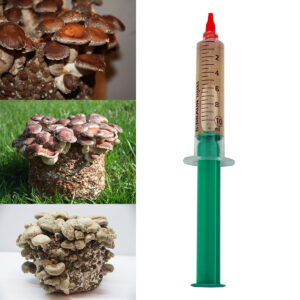 shiitake płynna grzybnia