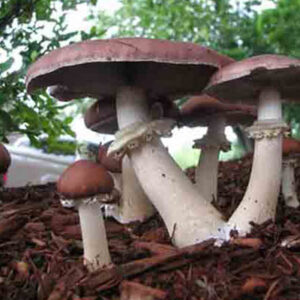 Pierścieniak (Stropharia Rugosoannulata) grzybnia na ziarnie 1l