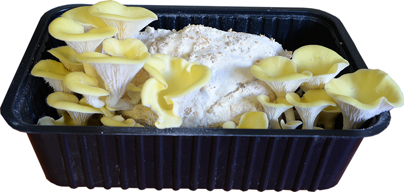 Boczniak cytrynowy (Pleurotus citrinopileatus) gotowe podłoże 3l - obrazek 4