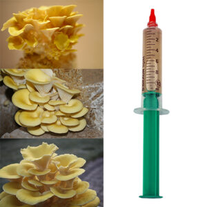 Boczniak cytrynowy płynna grzybnia 10ml