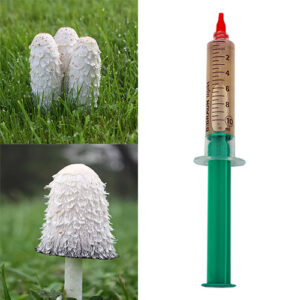 Czernidłak płynna grzybnia 10ml
