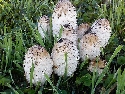 Czernidłak kołpakowaty Coprinus comatus 100ml BIO - obrazek 2