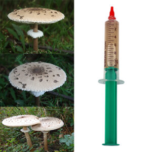 Czubajka kania płynna grzybnia 10ml