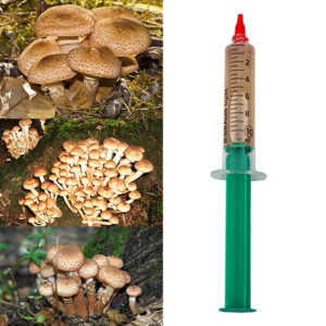 Opieńka miodowa płynna grzybnia 10ml
