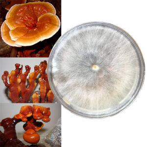 reishi grzybnia