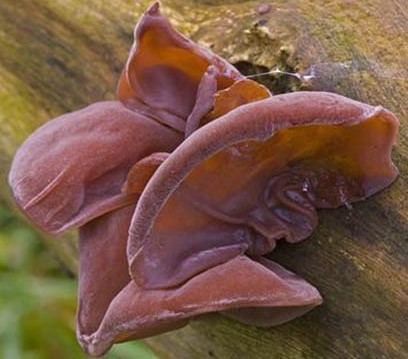 BIO Auricularia - Uszak bzowy 100 g - obrazek 4