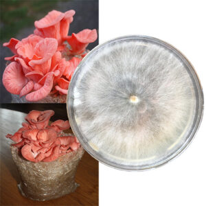 Pleurotus djamor grzybnia