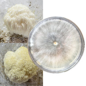 Hericium erinaceus