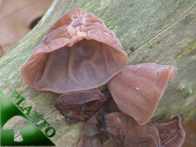 BIO Auricularia - Uszak bzowy 100 g - obrazek 3