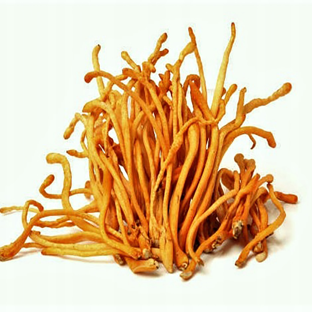 Cordyceps (Maczużnik) gotowe podłoże 3kg - obrazek 4
