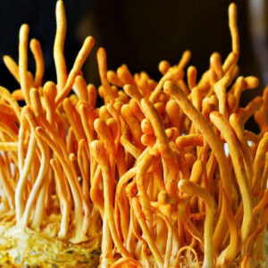 Cordyceps (Maczużnik) gotowe podłoże 3kg